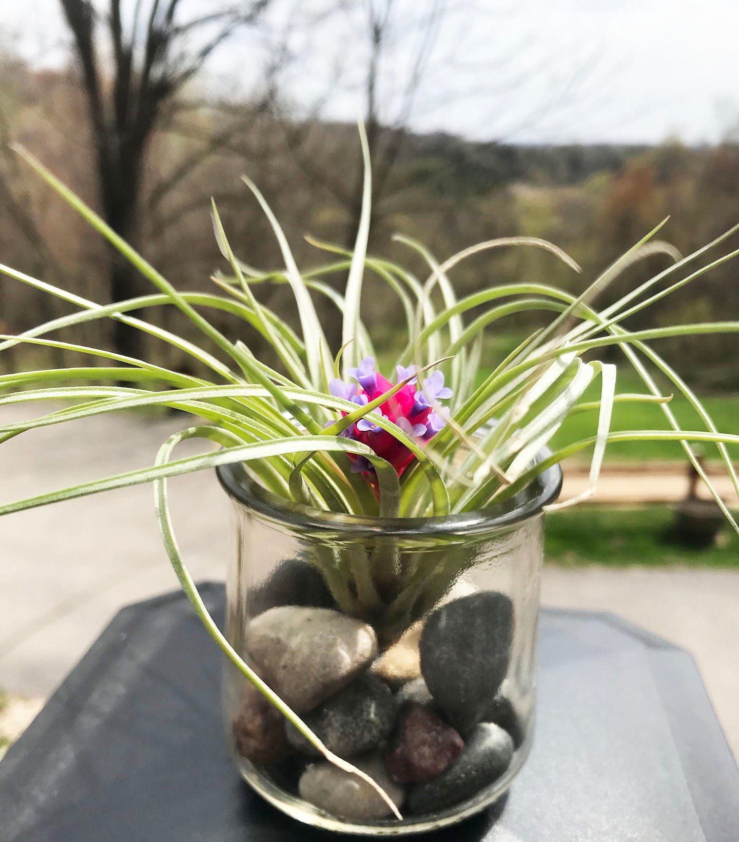 Stricta Air Plant in Glass Jar