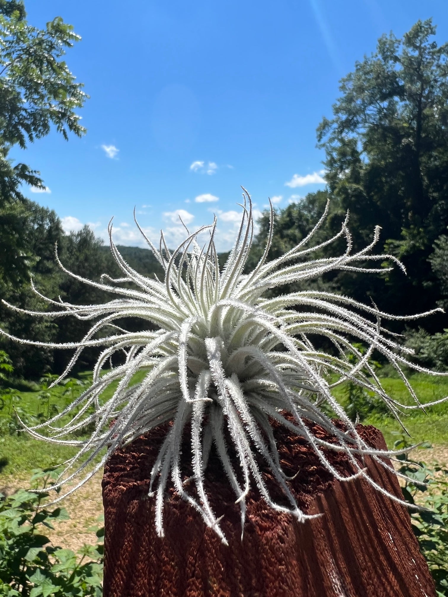snowball air plant Tectorum Ecuador Air Plant (Medium)