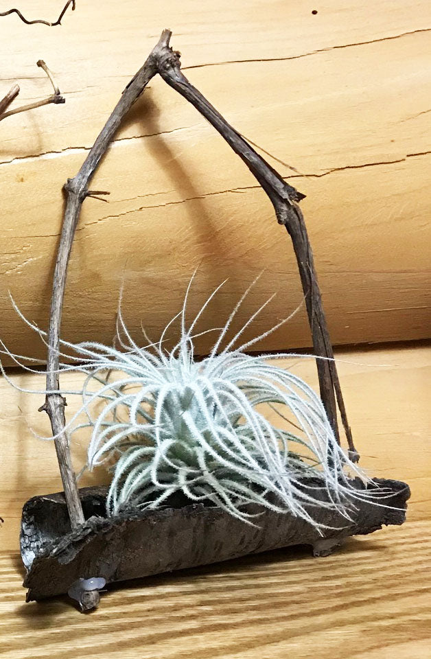 Air Plants in Birch Bark and Grapevines