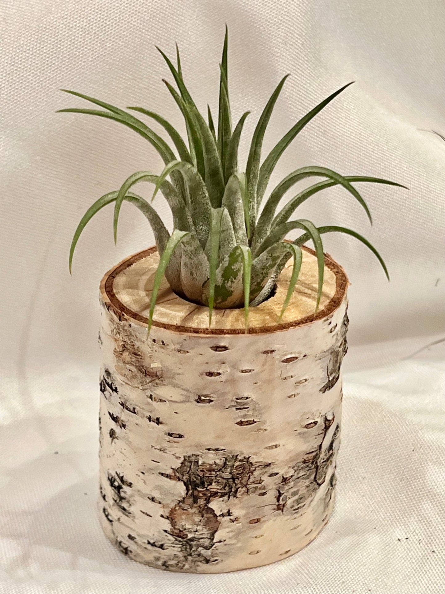 Ionantha
