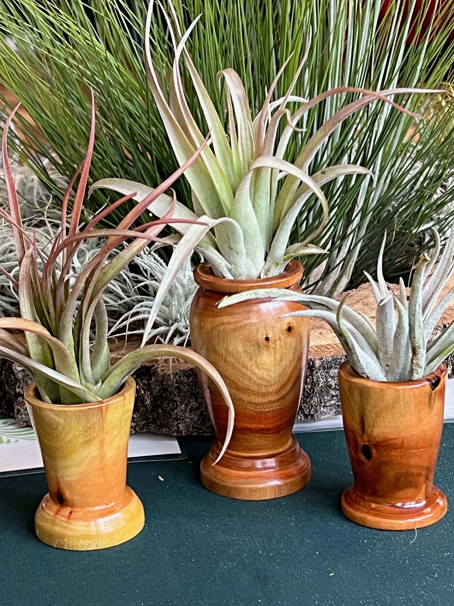 Assorted wood display with air plant