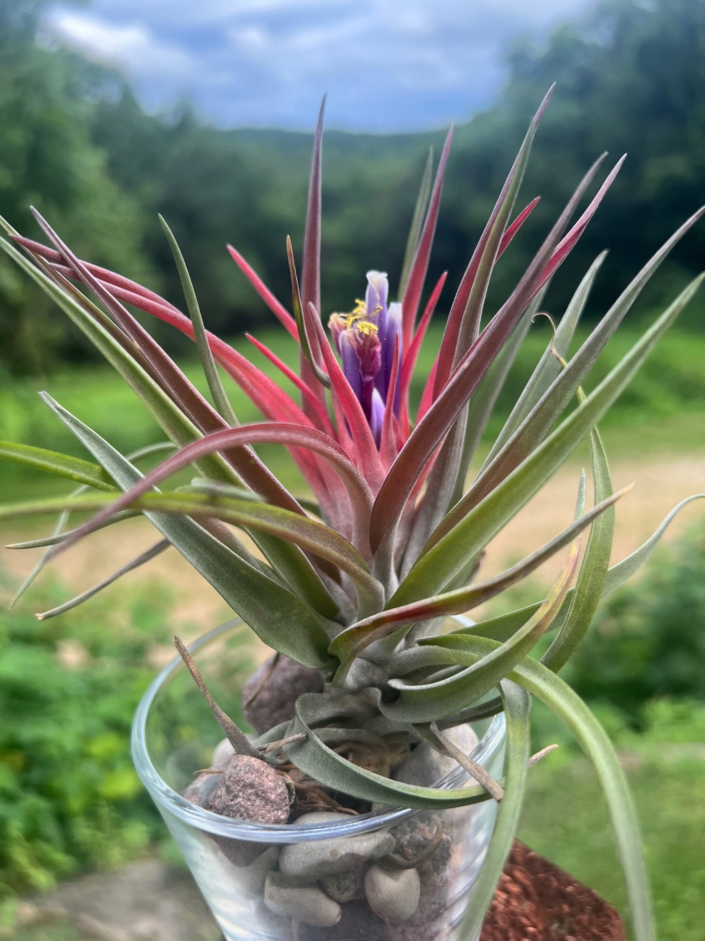 Velutina Air Plant