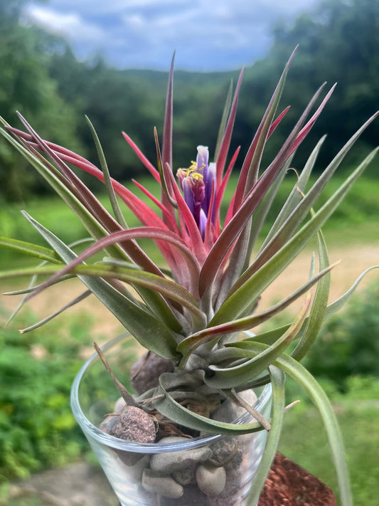Velutina Air Plant