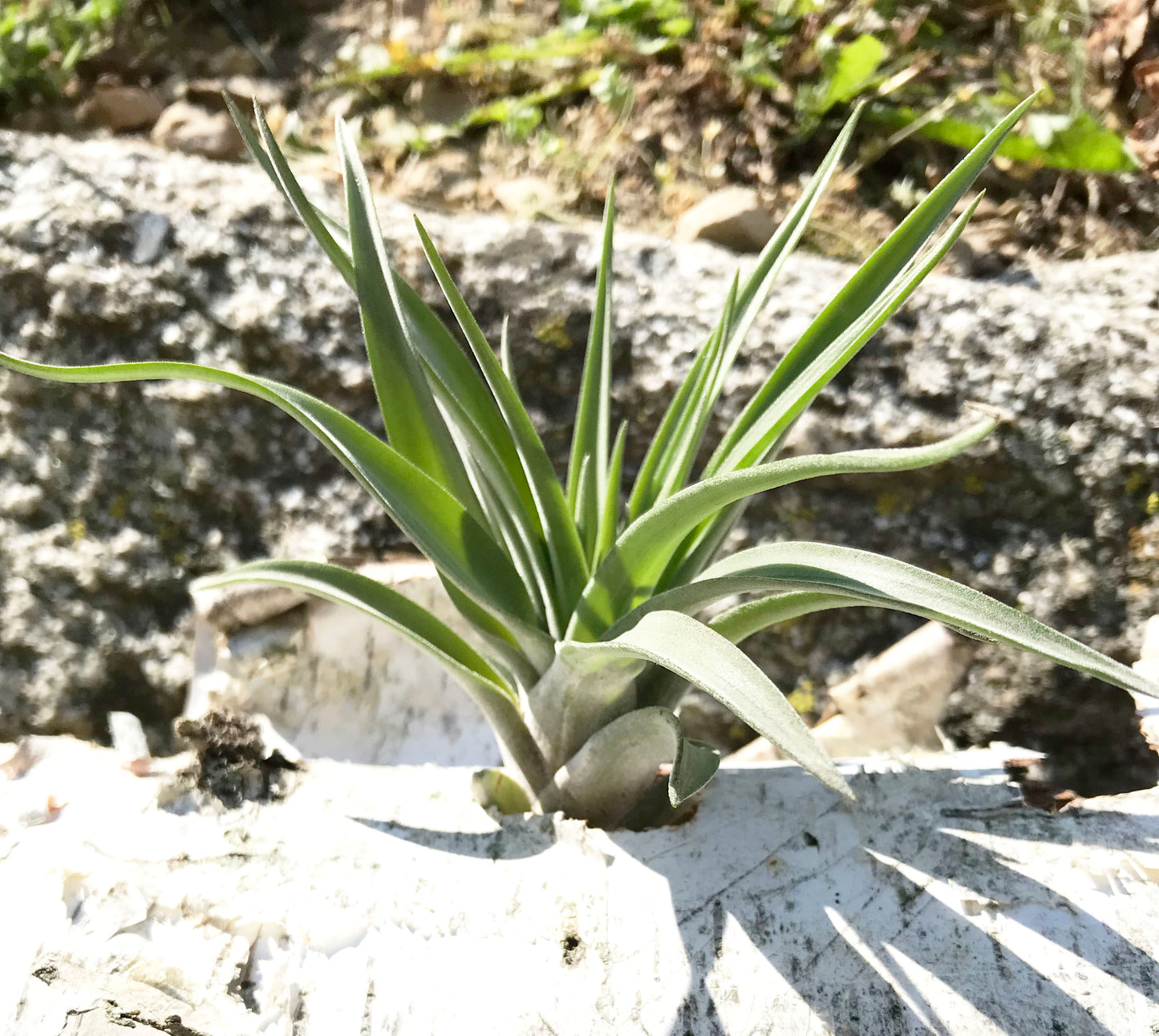 Velutina AirPlant in Birch Bark