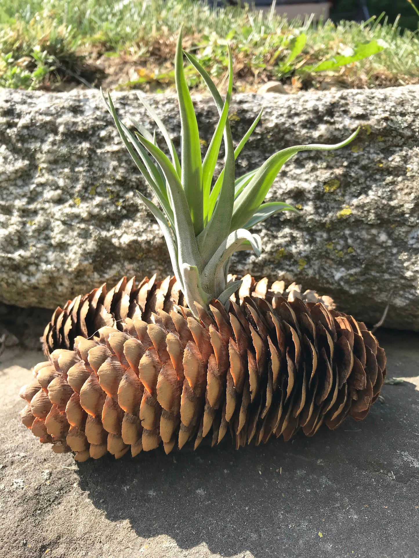 Velutina AirPlant in Pinecone