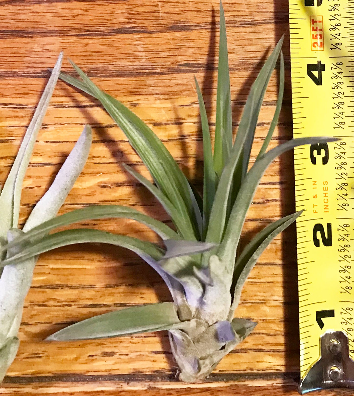 Velutina AirPlant Measurement