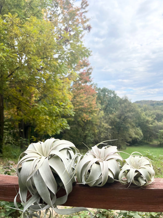Xerographica Air Plant
