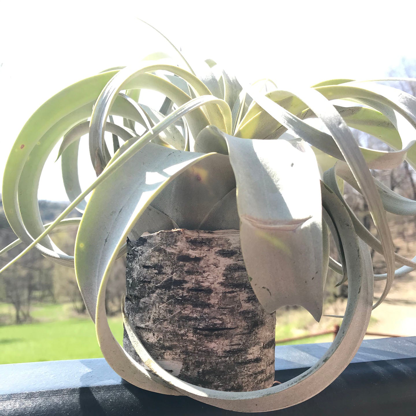 Large Xerographica Air Plant on Birch Bark