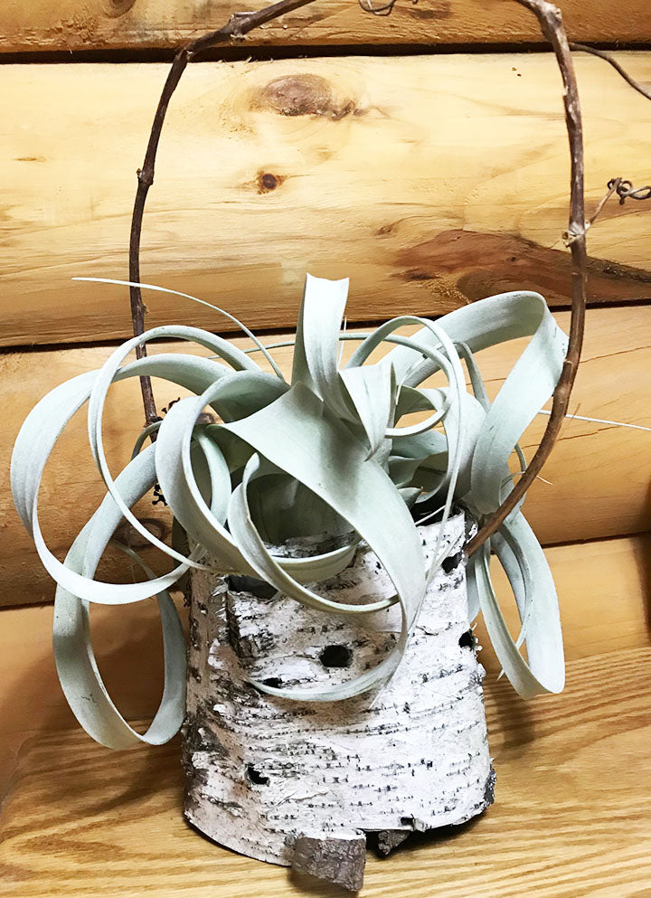 Air Plants in Birch Bark and Grapevines