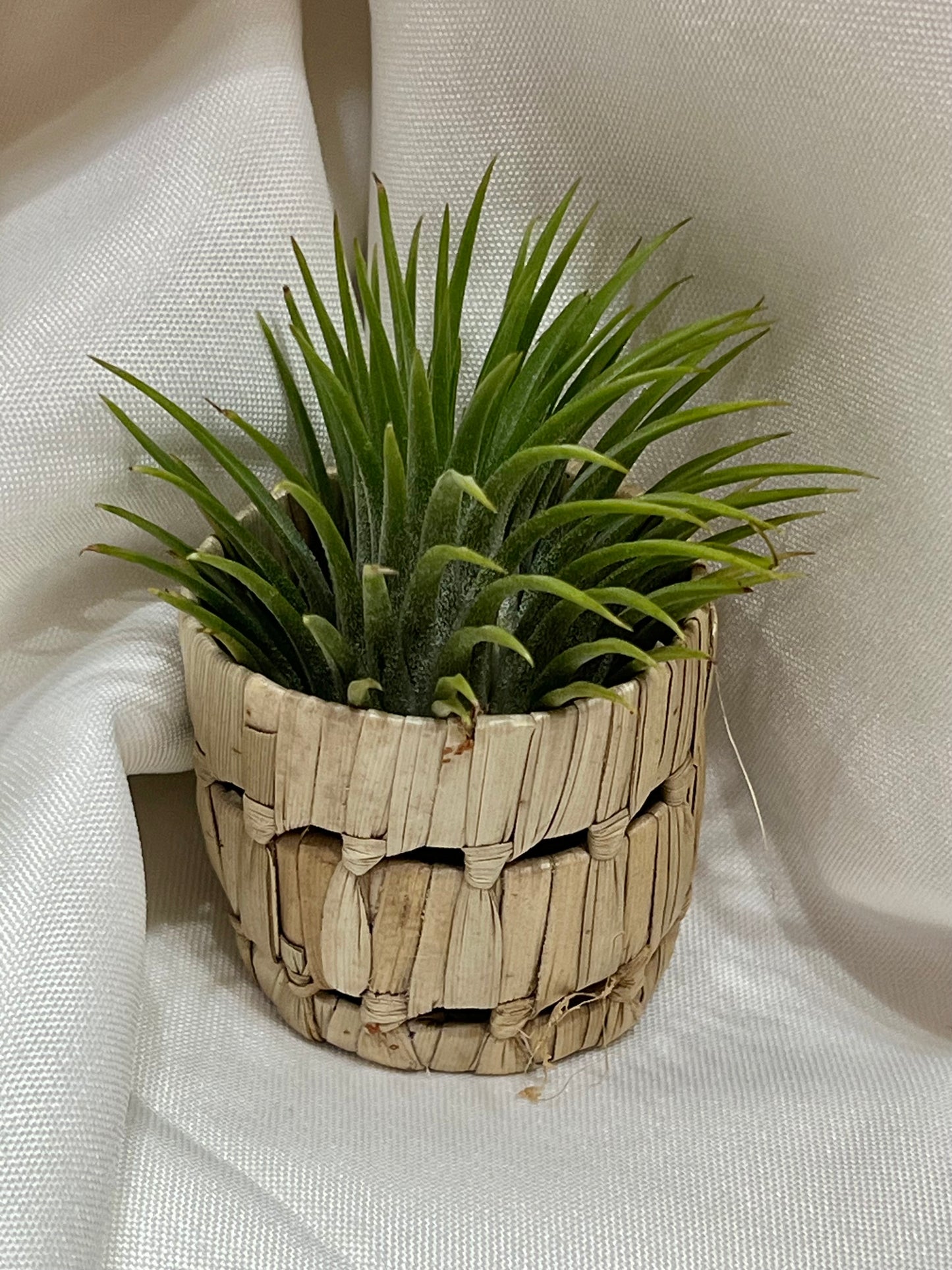Basket with Assorted Air Plant