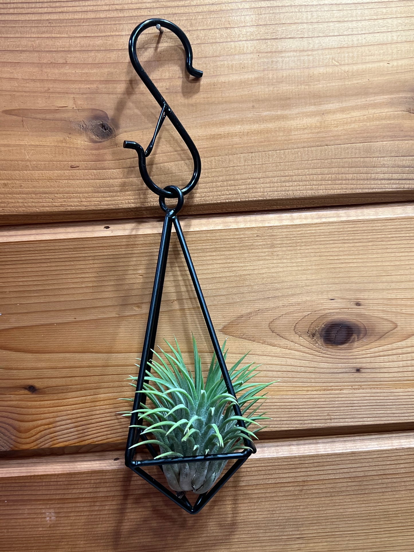 Hanging Metal Pendant with Assorted Air Plant