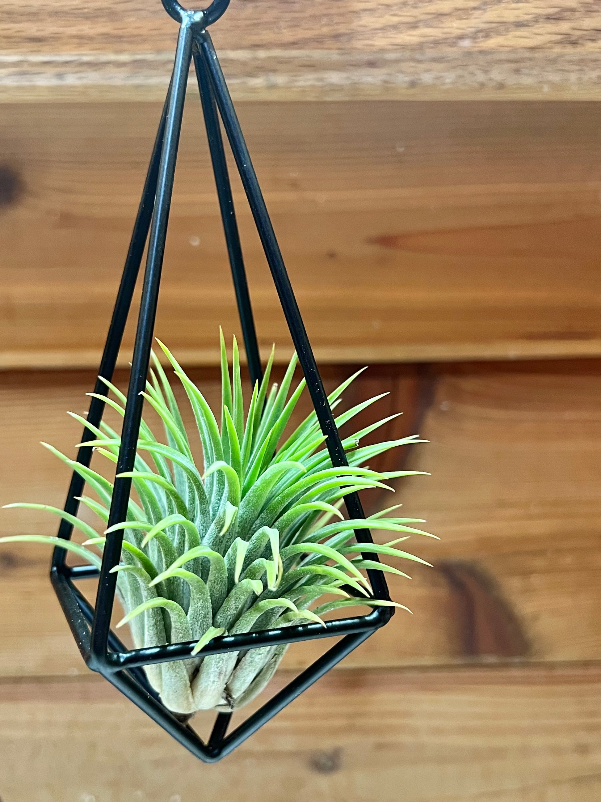 air plant metal stand Hanging Metal Pendant with Assorted Air Plant