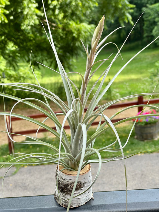 Rare Zacapanensis