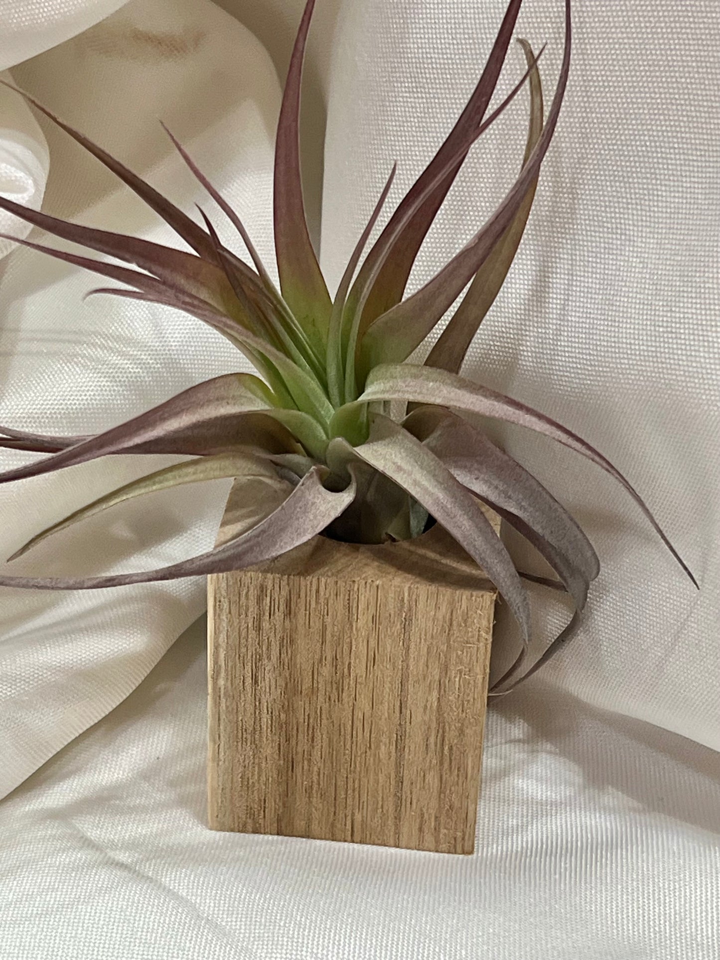 Wood Block with Assorted Air Plant