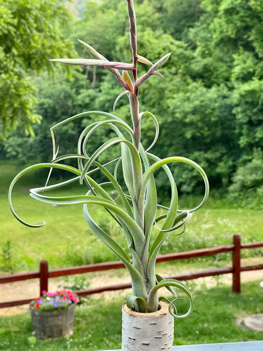 Curly Slim Air Plant