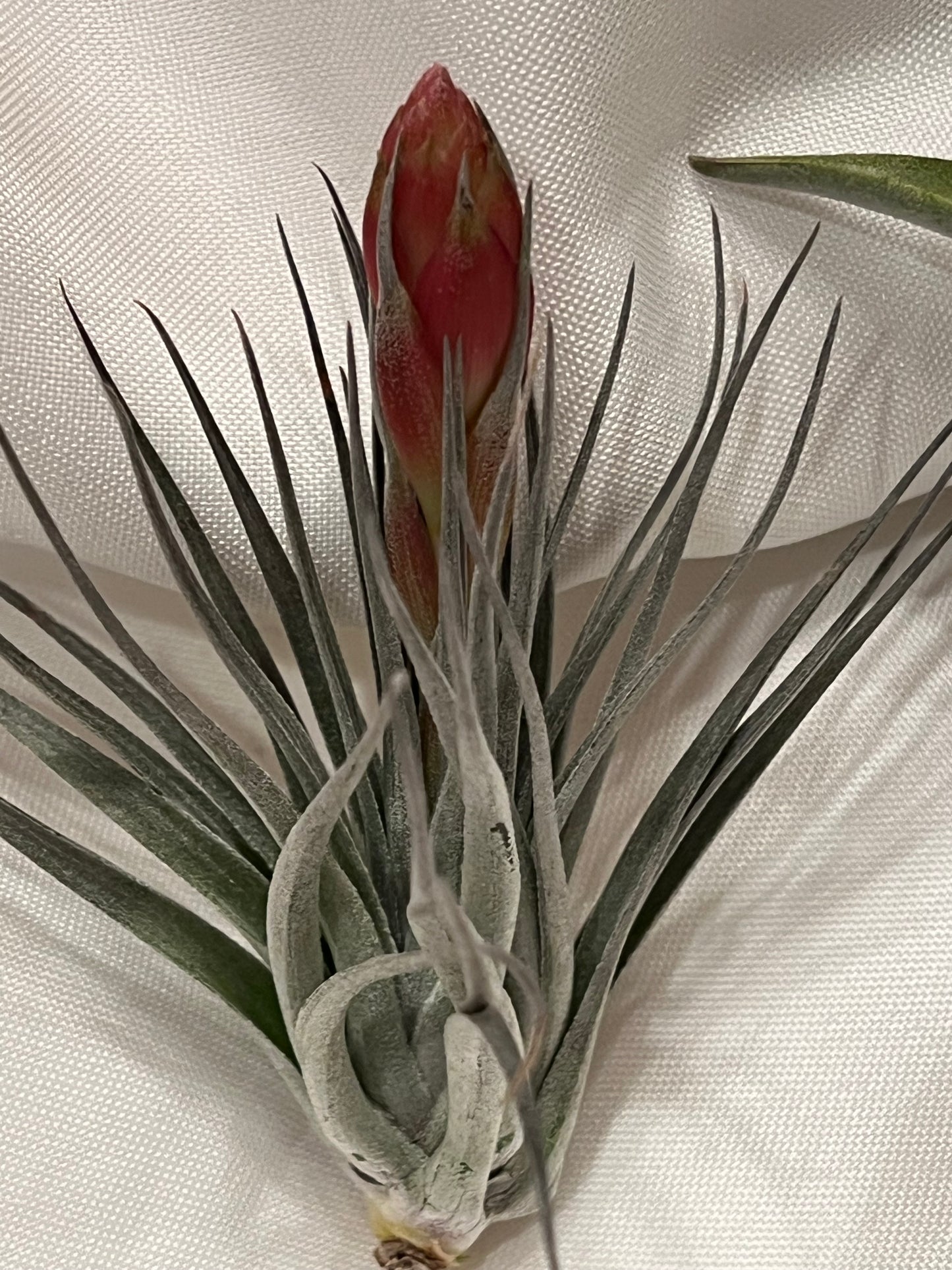 In Bloom/Blush Plants