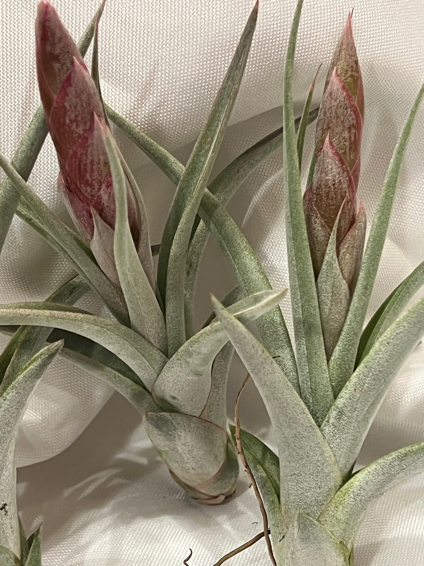 In Bloom/Blush Plants