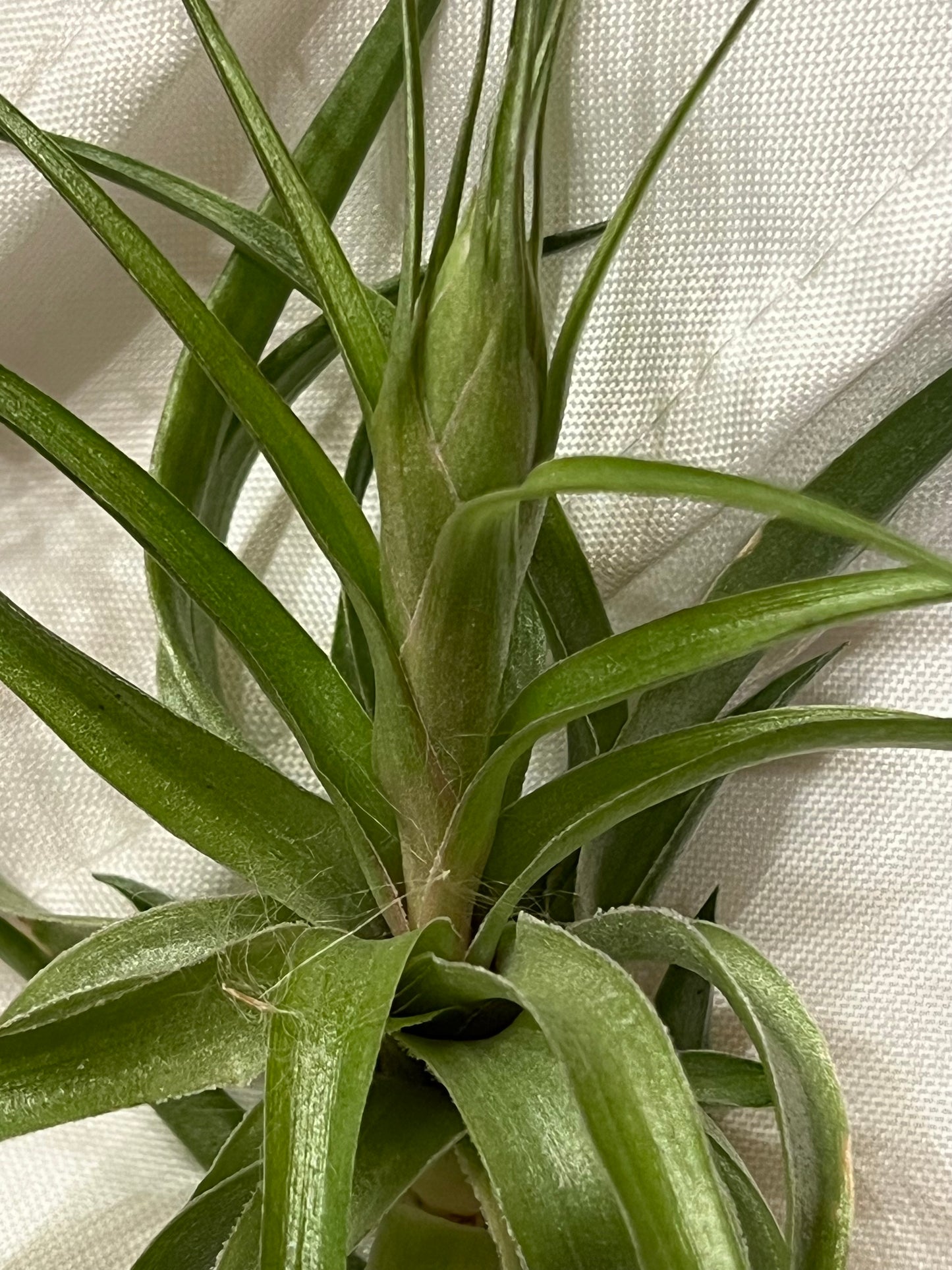In Bloom/Blush Plants