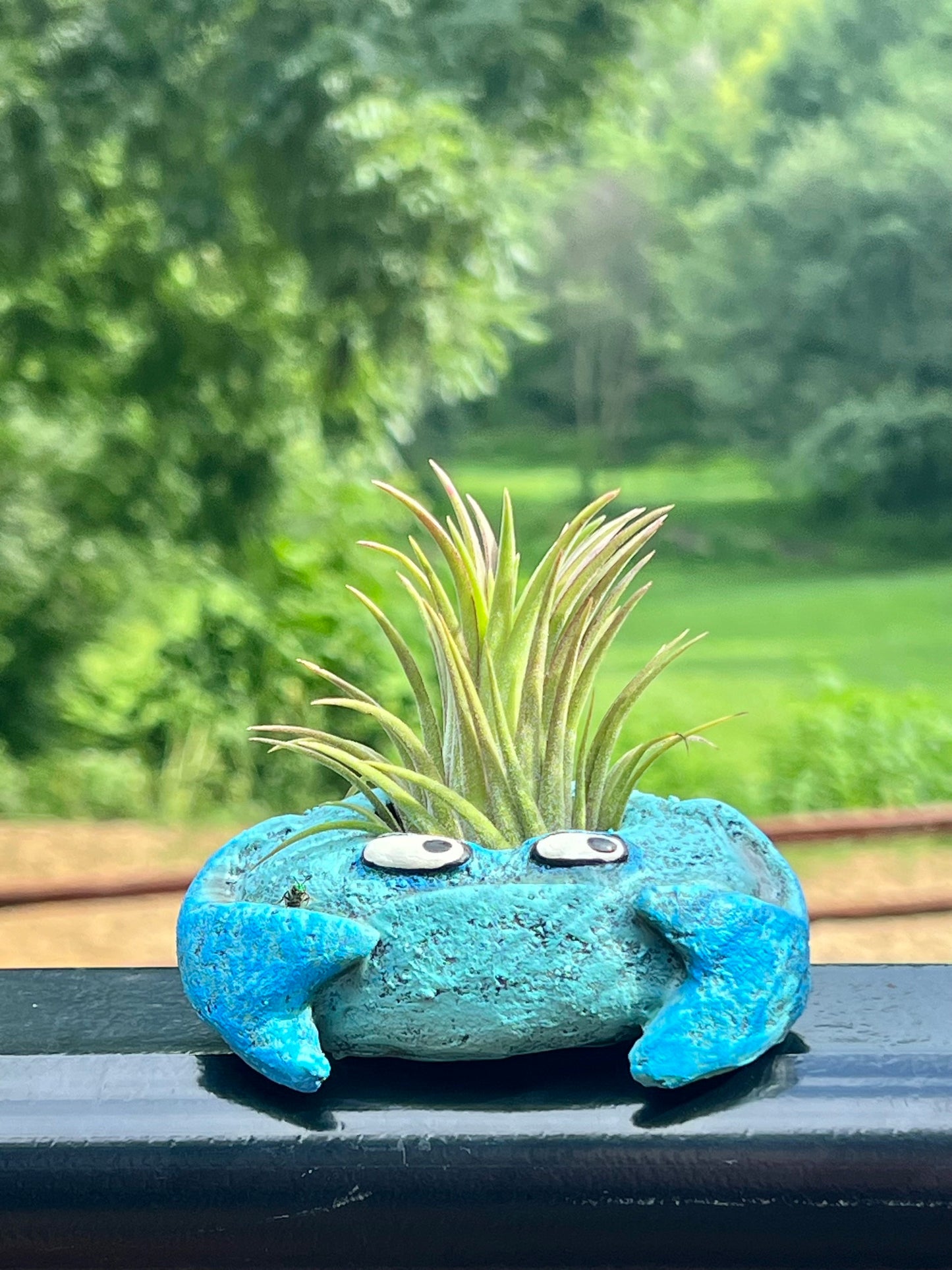 Krusty Crab Blob House with Assorted Air Plant