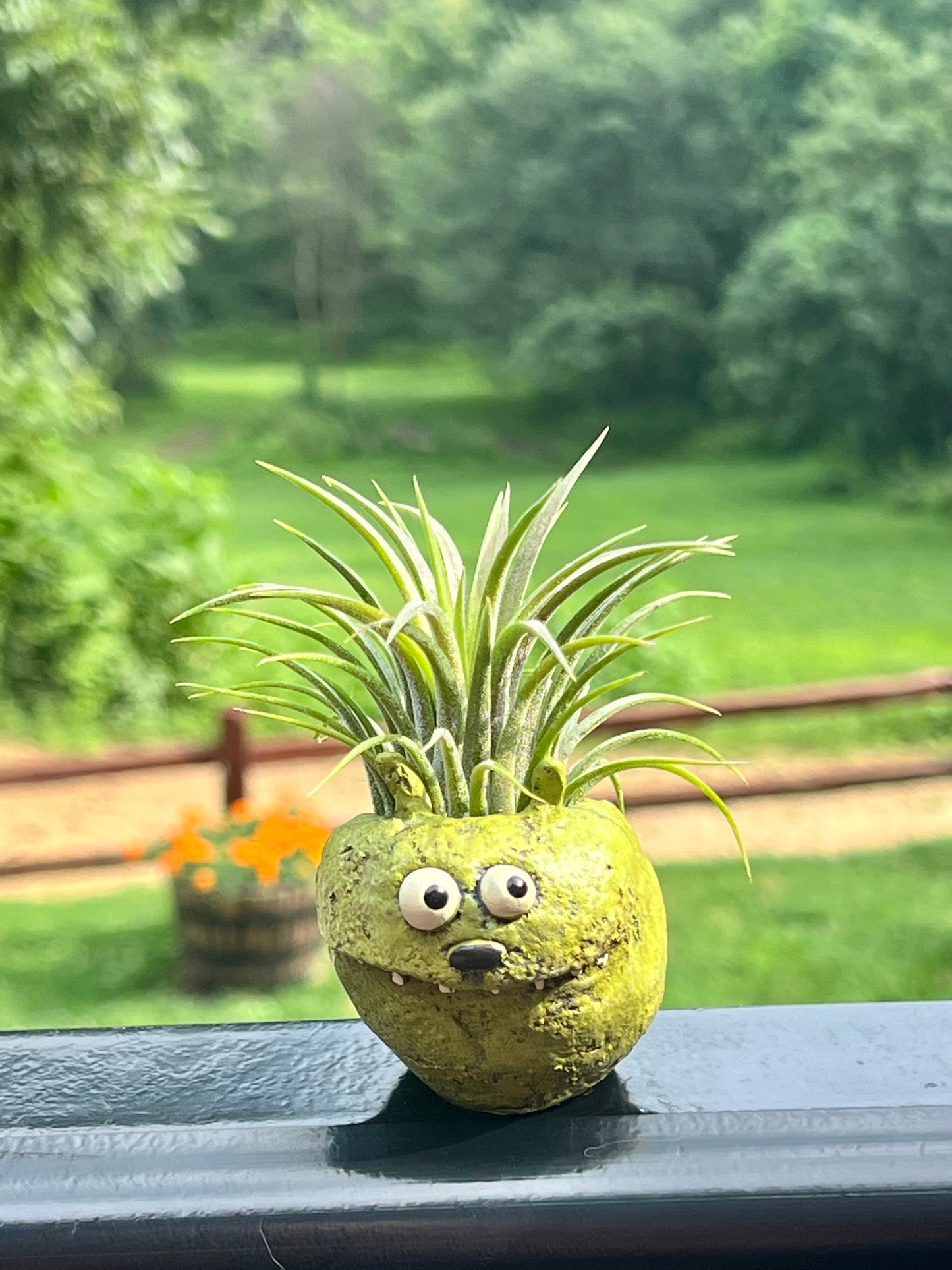 Bloomies Tator Tot Blob House with Assorted Air Plant