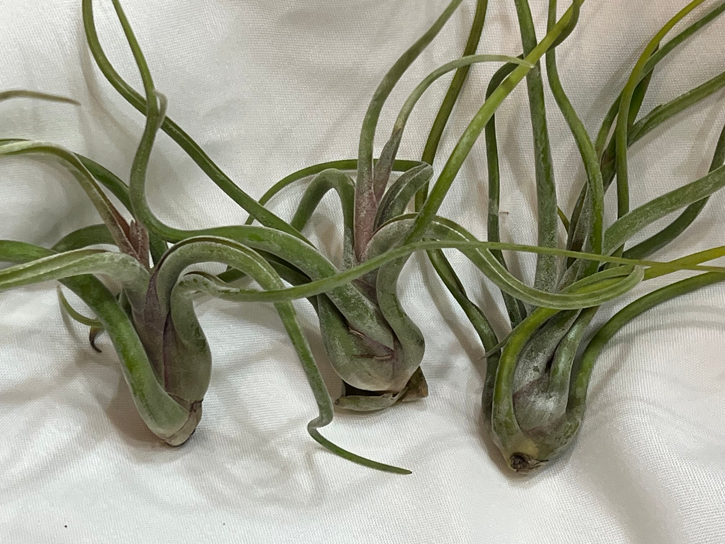 5 Assorted Small and Medium Air Plants