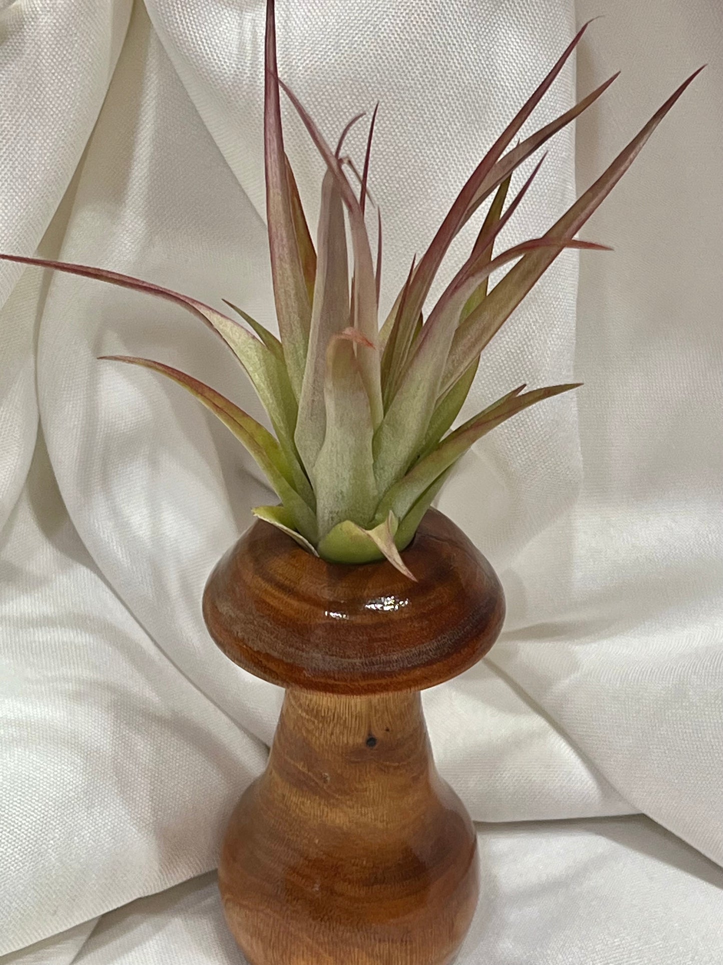 Assorted wood display with air plant