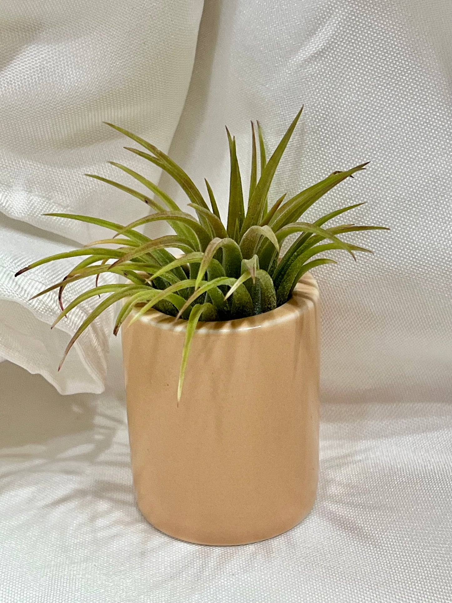 Ceramic Pot with Assorted Air Plant