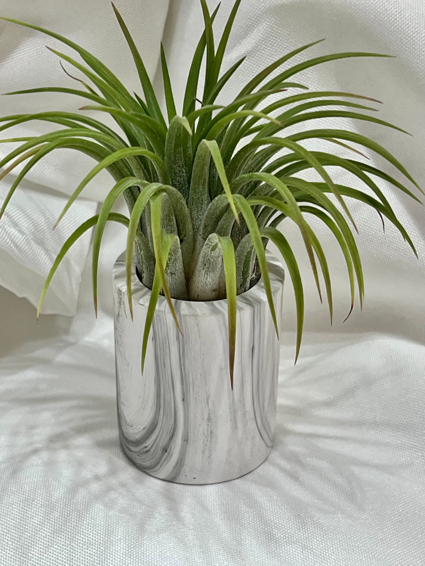 Ceramic Pot with Assorted Air Plant