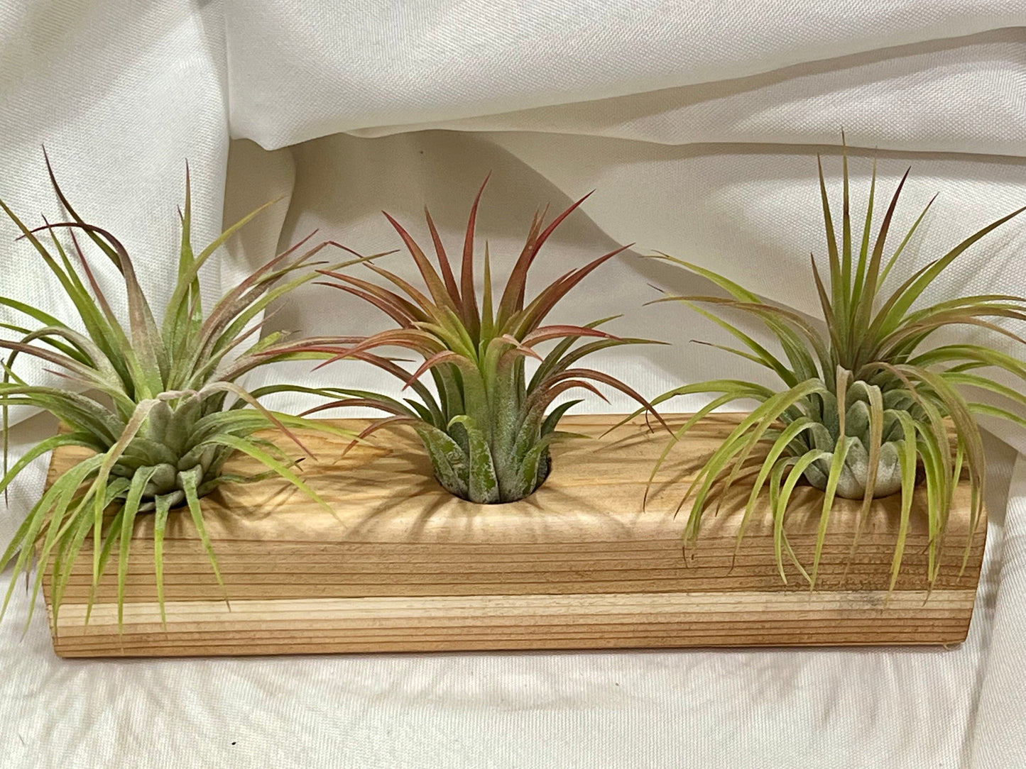 Wood Block With 3 Air Plants
