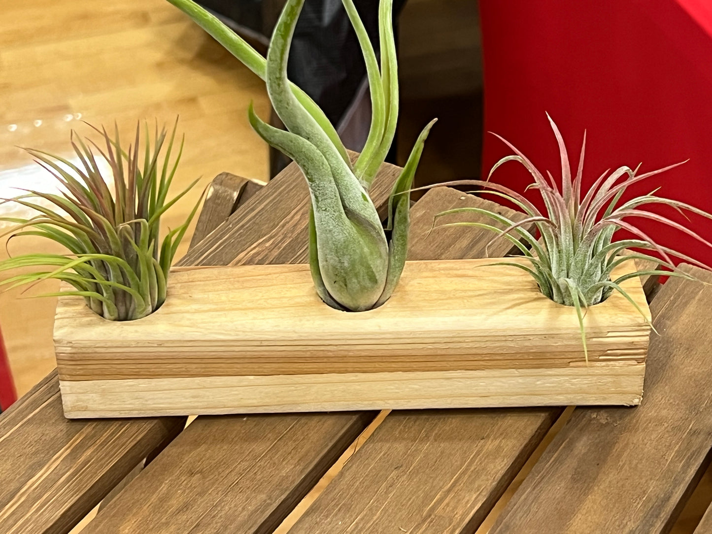 Wood Block With 3 Air Plants