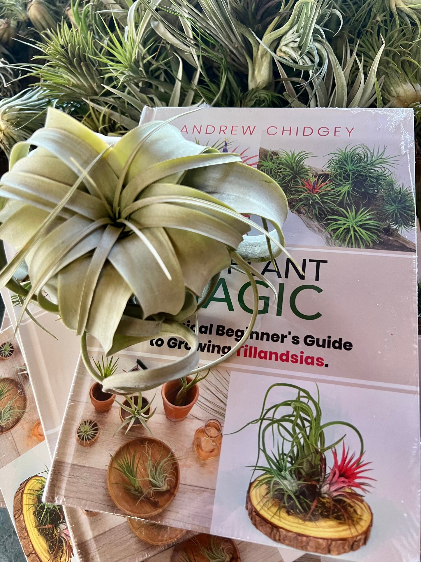 Air Plant Magic Book