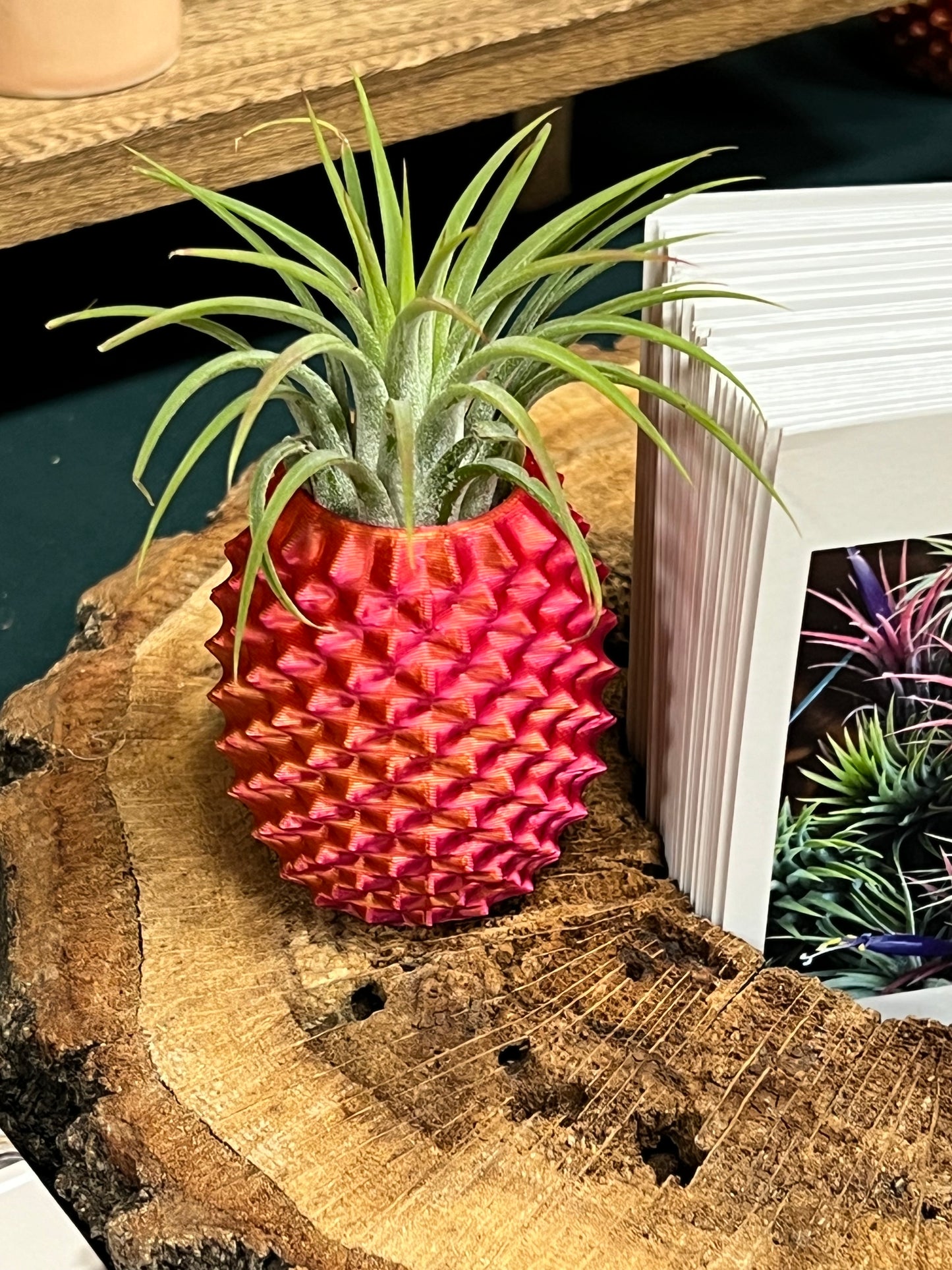 Pineapple Display with Assorted Air Plant
