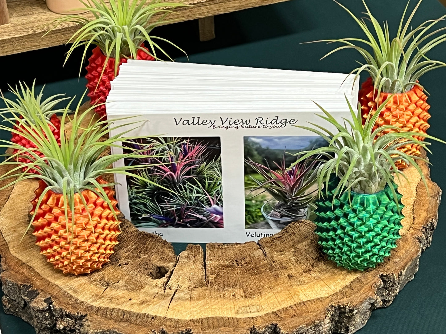 Pineapple Display with Assorted Air Plant