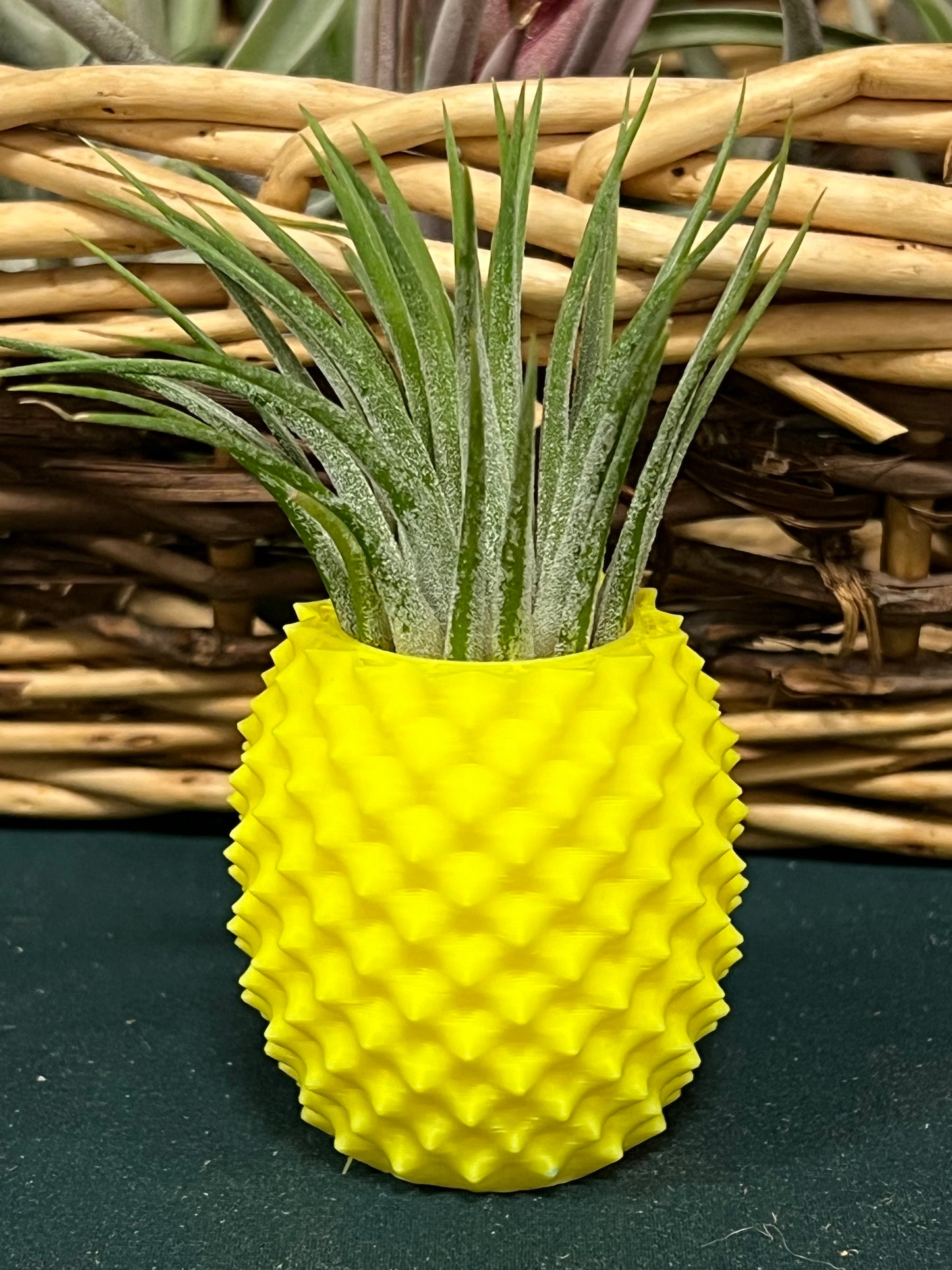 Pineapple Display with Assorted Air Plant