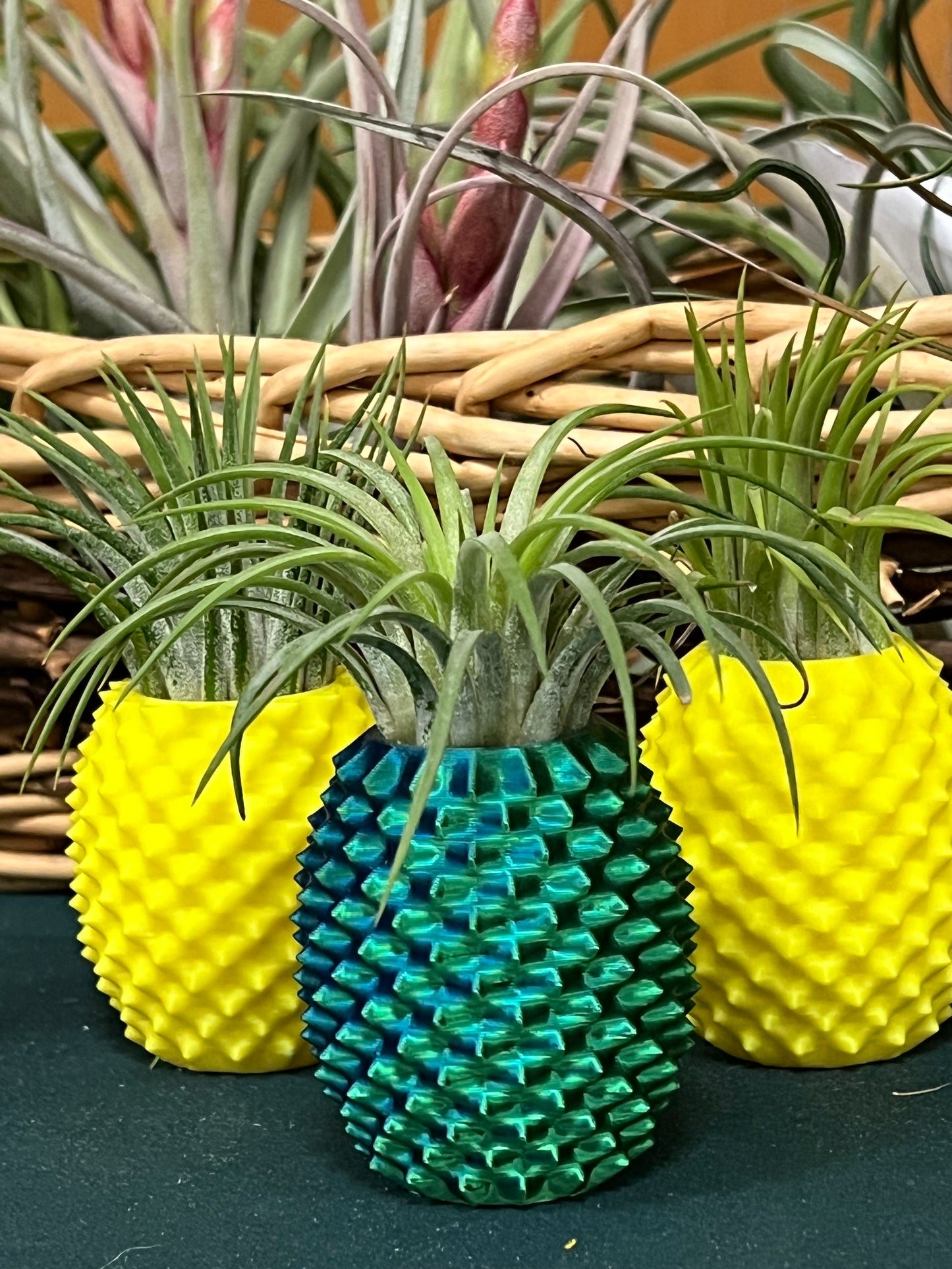 Pineapple Display with Assorted Air Plant