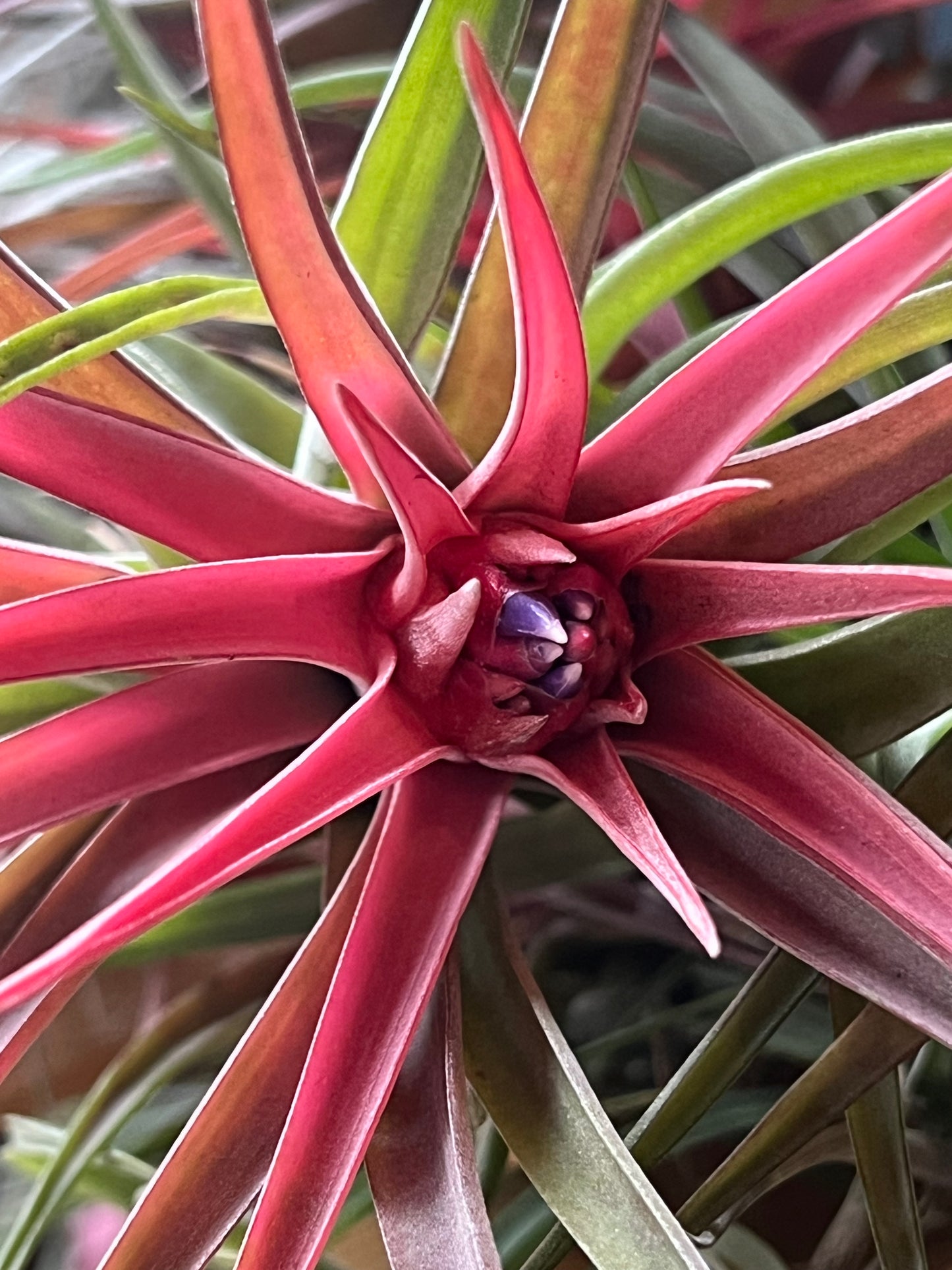 In Bloom/Blush Plants