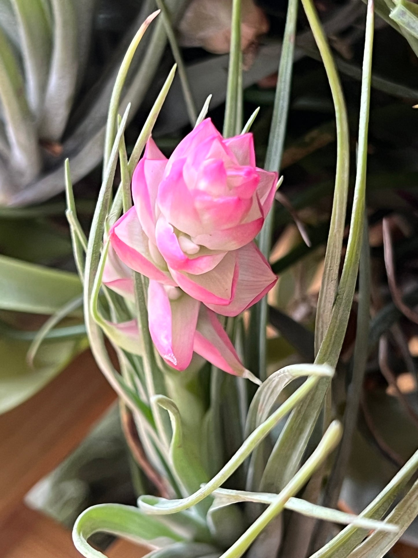 In Bloom/Blush Plants