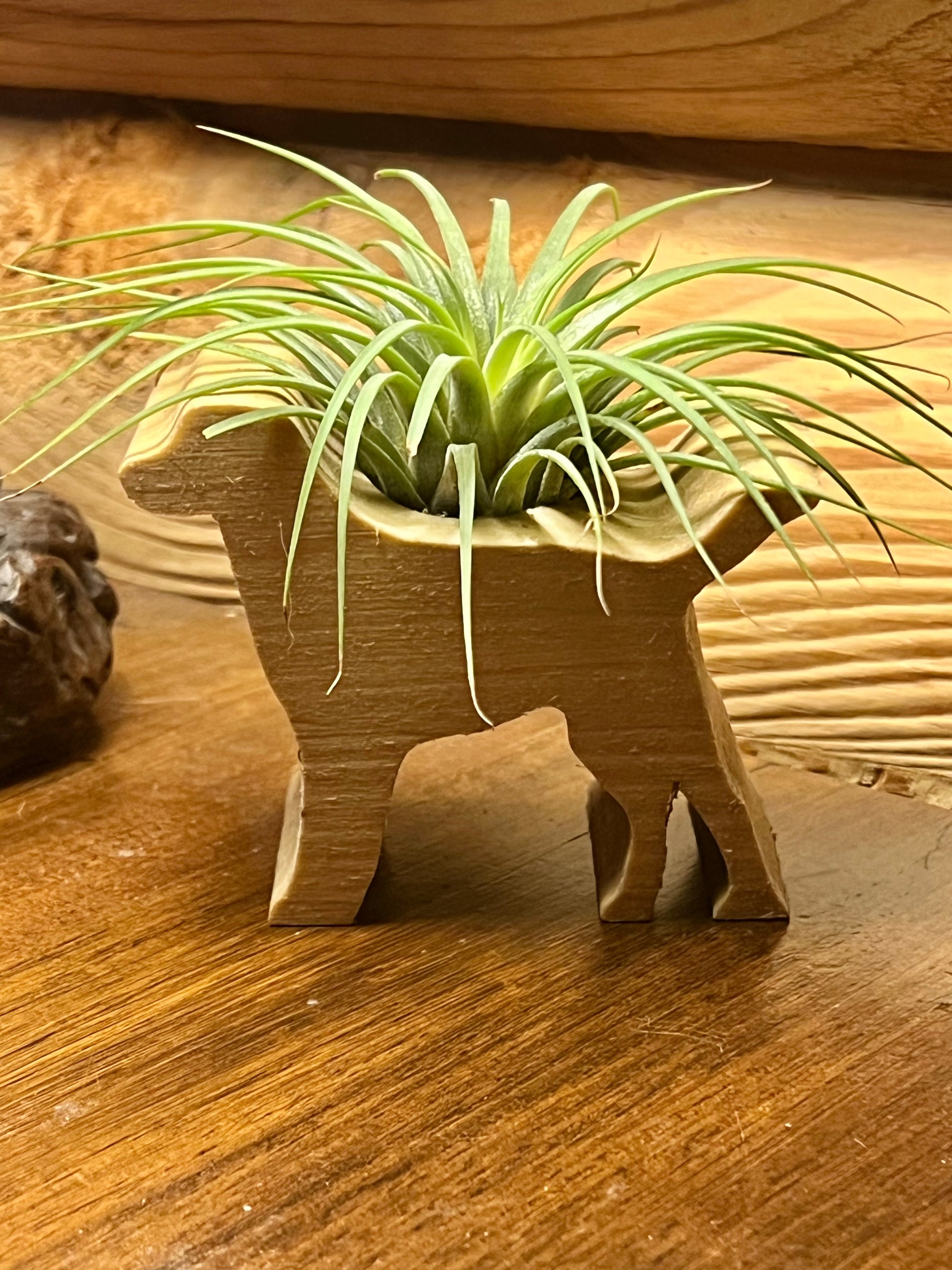dinosaur air plant Wooden Display With Assorted Air Plant