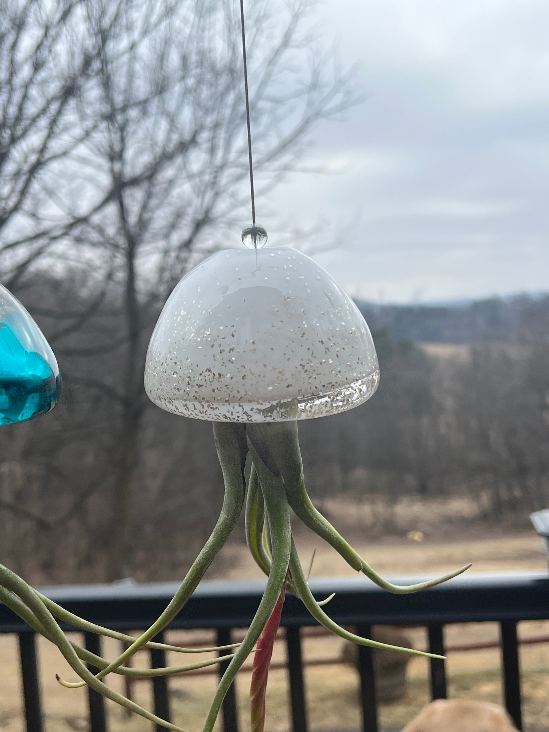 jellyfish air plant holder Jellyfish Hand Blown Art Glass Air Plant Holder With Assorted Air Plan – Valley View Ridge