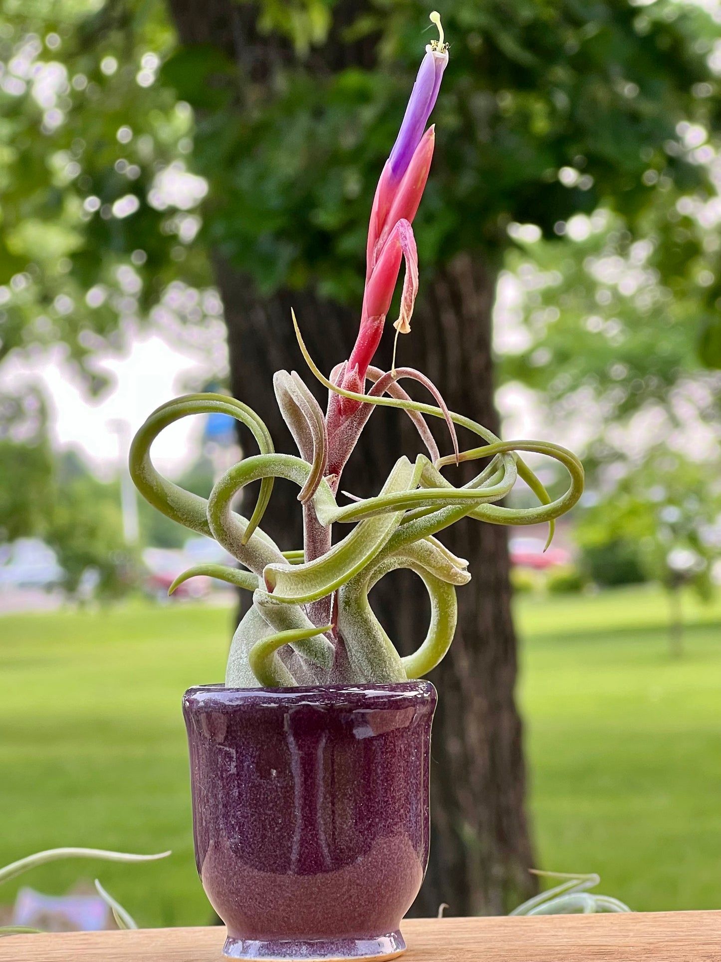 In Bloom/Blush Plants