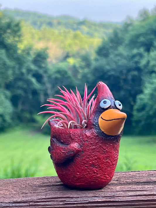 Cardinal Blobhouse Planter with Assorted Air Plant