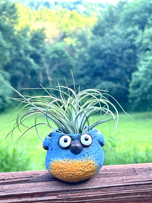 BlueBird Blobhouse Planter with Assorted Air Plant