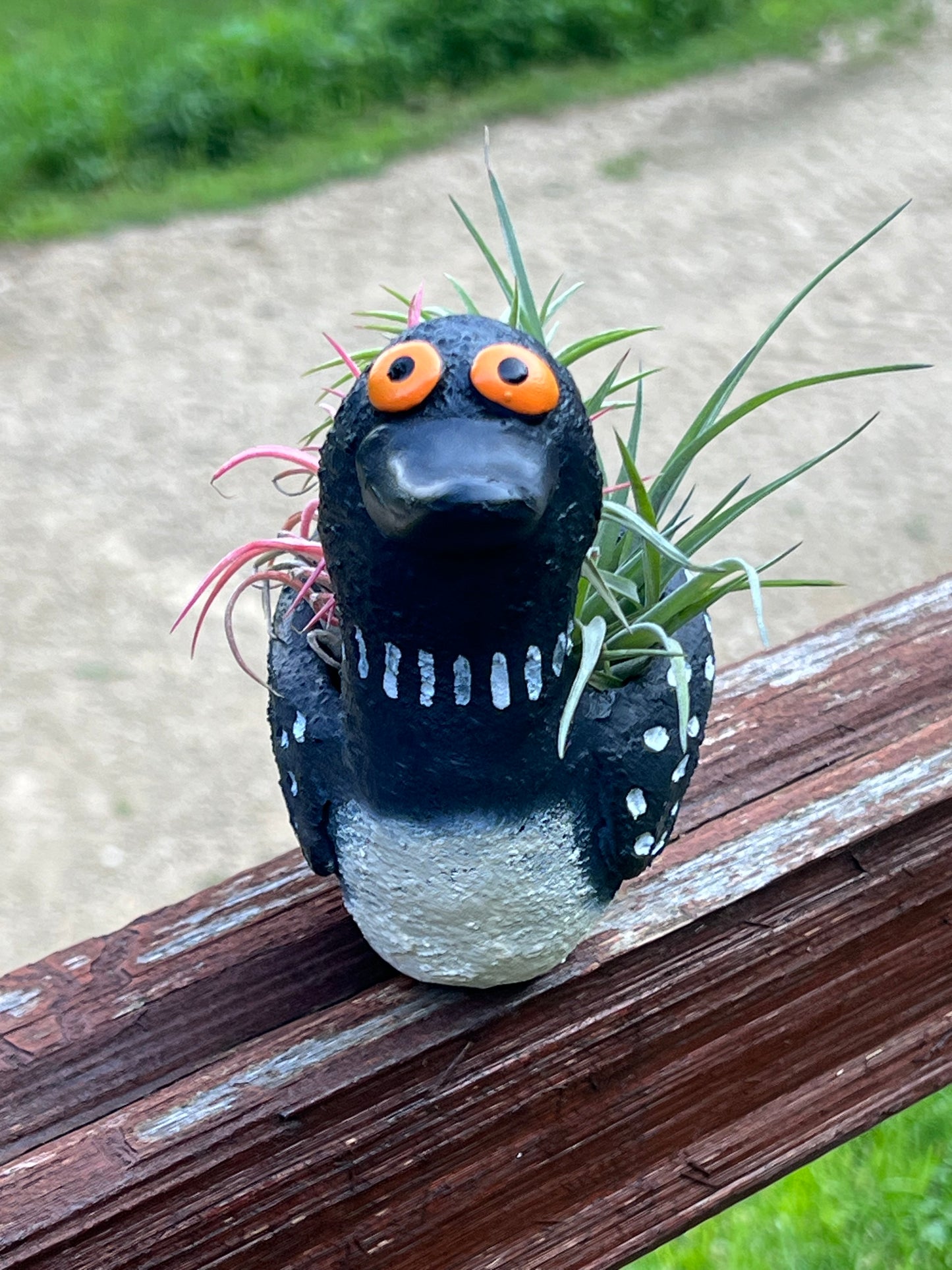 Loon Blobhouse Planter with Assorted Air Plant