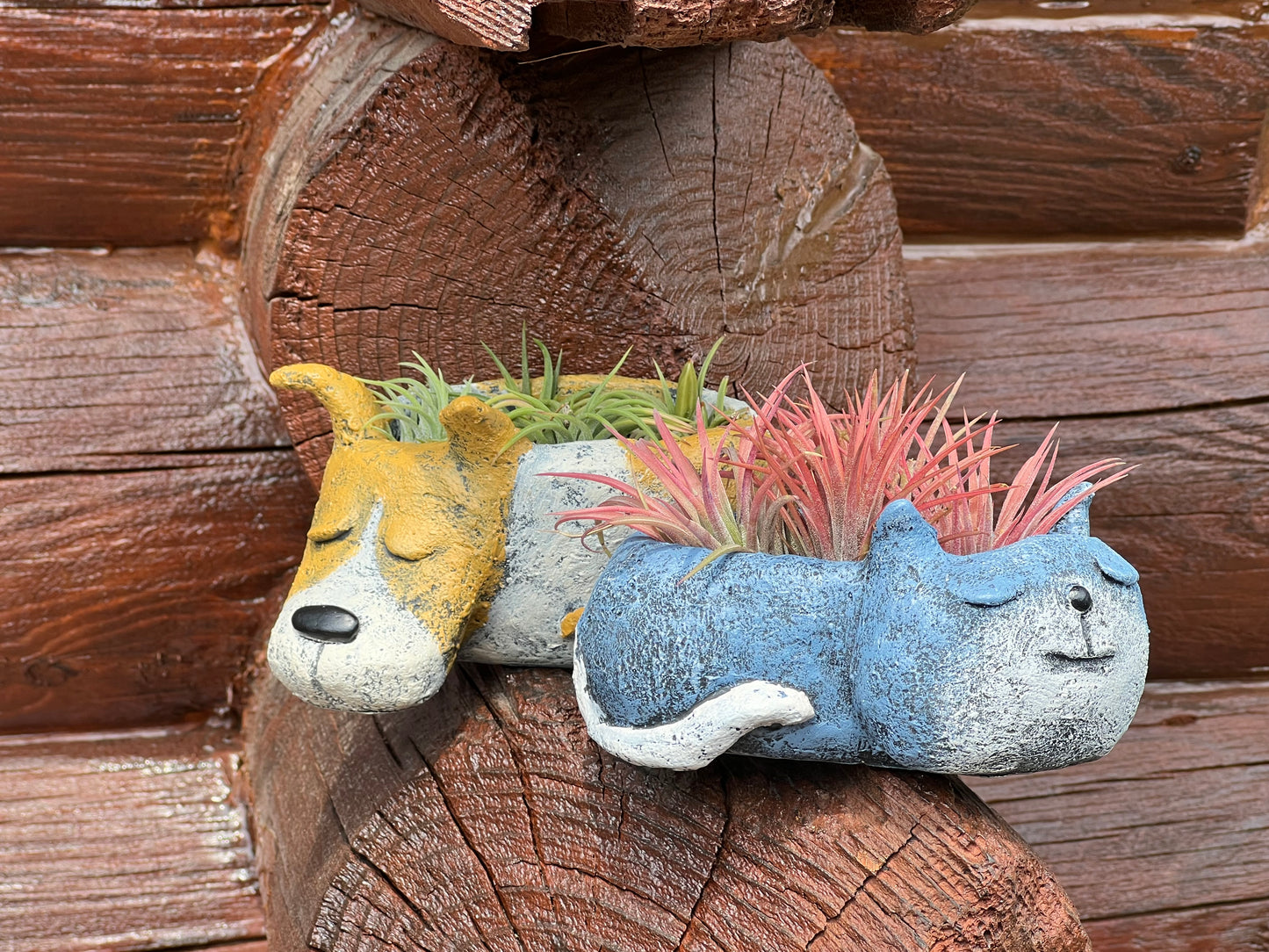 Cat Blobhouse with Assorted Air Plant