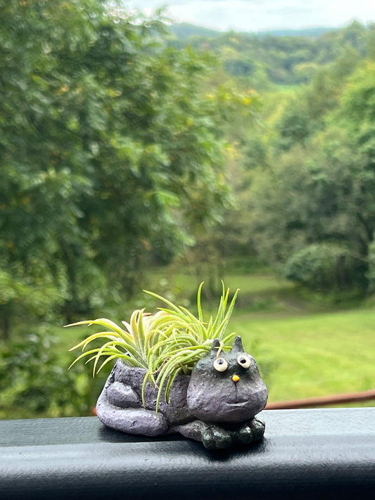 Baby Violet Mini Blobhouse Planter With Assorted Air Plant
