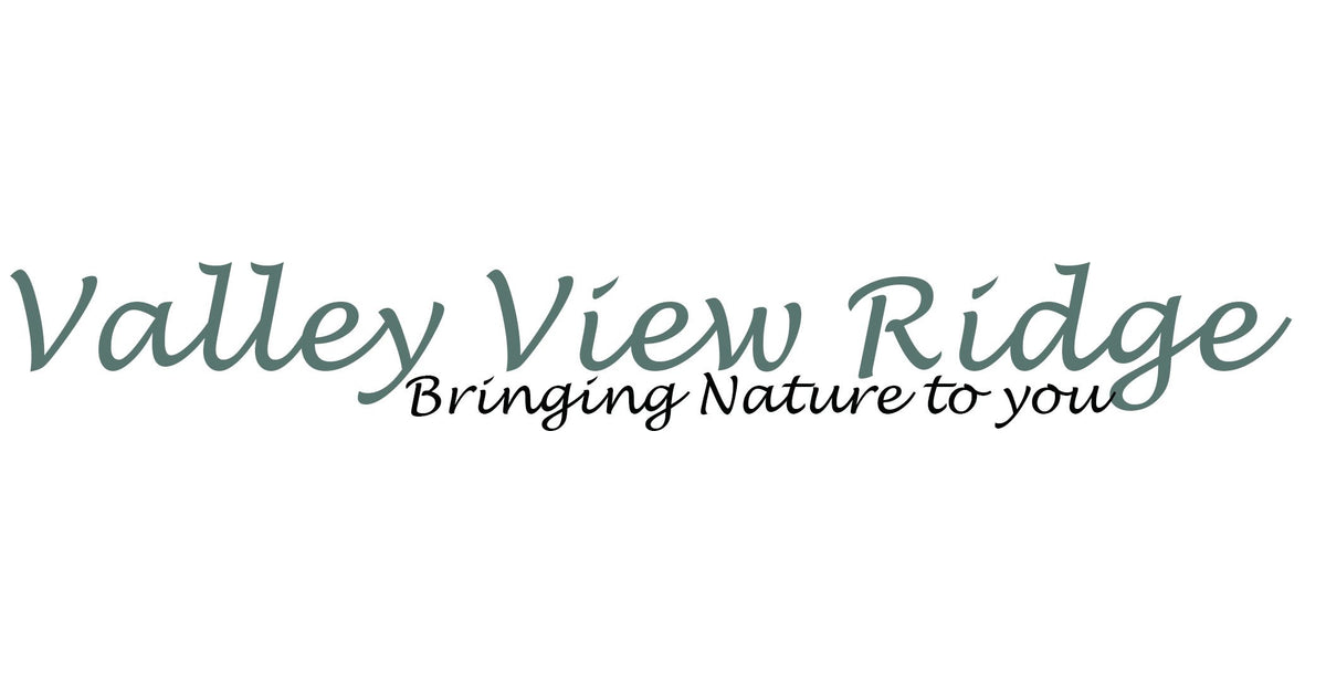 How To Care For Your Air Plants Valley View Ridge how-to-care-for-your-air-plants-valley-view-ridge