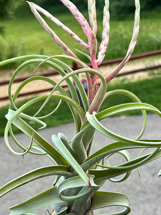 Long John Air Plant