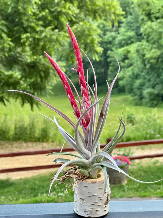 Majestic Air Plant