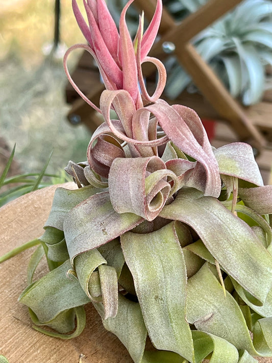 Streptophylla Air Plant