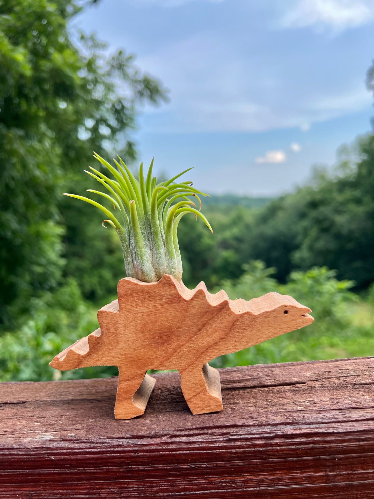 Wooden Display With Assorted Air Plant - Made In Wisconsin (Limited Qty)